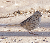 Lincolns Sparrow